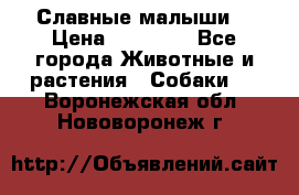 Славные малыши! › Цена ­ 10 000 - Все города Животные и растения » Собаки   . Воронежская обл.,Нововоронеж г.